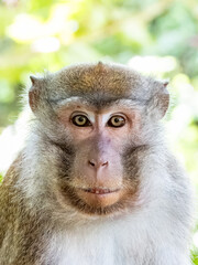 Fototapeta premium Long-tailed Macaque in Borneo, Malaysia