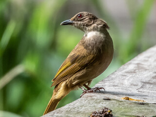 Olive-winged Bulbul in Borneo, Malaysia