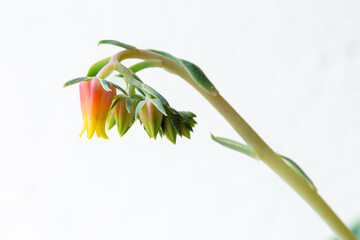 Sempervivum. Immortelle, elongated stem of the flowering plant.