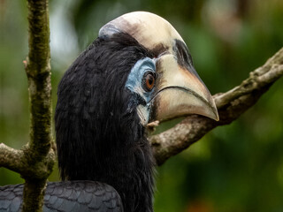 Oriental Pied Hornbill in Borneo, Malaysia