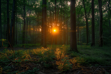 Fototapeta premium morning in the forest