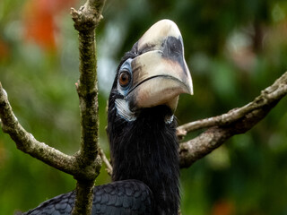 Oriental Pied Hornbill in Borneo, Malaysia