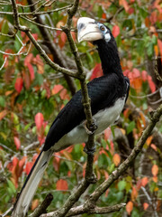 Oriental Pied Hornbill in Borneo, Malaysia