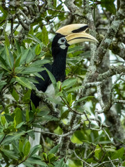 Oriental Pied Hornbill in Borneo, Malaysia