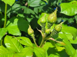 Colony of green aphids on a rose branch. Rose pests, methods of aphid control