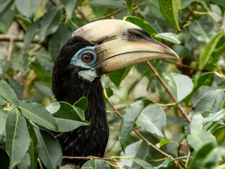 Oriental Pied Hornbill in Borneo, Malaysia