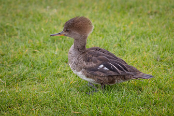 Fototapeta premium A close up of a female hooded merganser, Lophodytes cucullatus. She is standing on the grass and the green background has space for text