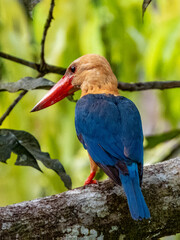 Stork-billed Kingfisher in Borneo, Malaysia