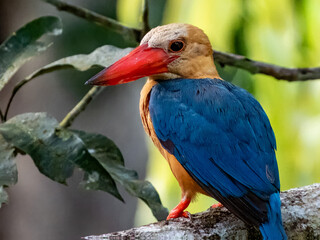 Stork-billed Kingfisher in Borneo, Malaysia