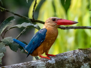 Stork-billed Kingfisher in Borneo, Malaysia