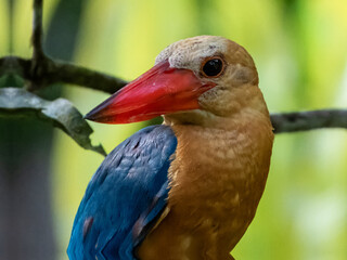 Stork-billed Kingfisher in Borneo, Malaysia