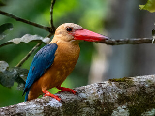 Stork-billed Kingfisher in Borneo, Malaysia