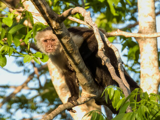 White-faced Capuchin Monkey in Costa Rica