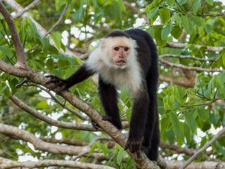 Fototapeta premium White-faced Capuchin Monkey in Costa Rica