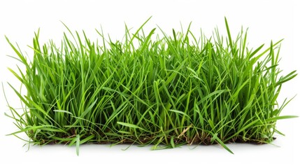 Grass isolated on white background. Illustration generatd by ai