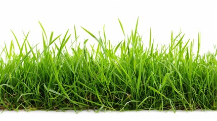Fototapeta premium Grass isolated on white background. Illustration generatd by ai