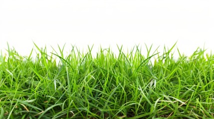 Fototapeta premium Grass isolated on white background. Illustration generatd by ai