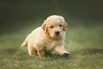 a small newborn puppy 1 month old golden retriever labrador in a basket runs on the grass. little puppy walk