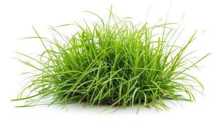 Obraz premium Grass isolated on white background. Illustration generatd by ai