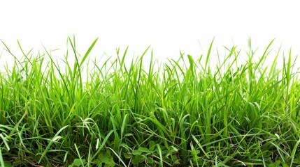 Fototapeta premium Grass isolated on white background. Illustration generatd by ai