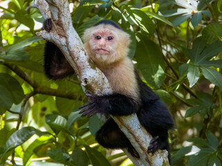 White-faced Capuchin Monkey in Costa Rica