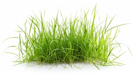 Grass isolated on white background. Illustration generatd by ai