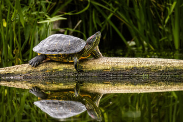 Obraz premium A red-eared slider turtle lays on a wooden log with green plants behind in the water perpendicular to the camera lens on a sunny summer day.