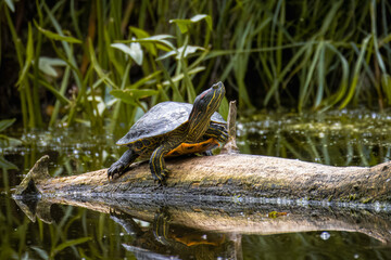 A red-eared slider turtle lays on a wooden log with green plants behind in the water and looks toward the camera lens on a sunny summer day.