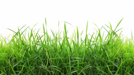 Obraz premium Grass isolated on white background. Illustration generatd by ai