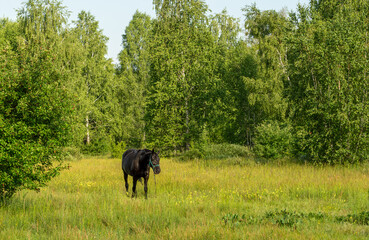 A horse grazes in a meadow near the forest.