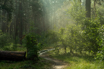 Obraz premium Sunny morning in the forest. The rays of the sun break through the branches of the trees. Good weather for nature walks.