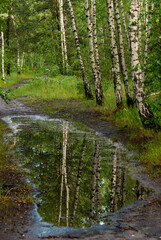 Obraz premium Morning in the forest. Puddles on the paths after the rain. Trees are reflected in the water. Fresh air. Good weather for nature walks.