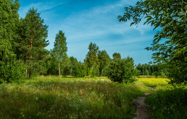 Walks in the open air. Path through the meadow along the forest. Nice and beautiful nature.