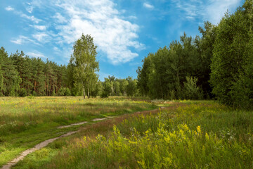 Walks in the open air. Path through the meadow along the forest. Nice and beautiful nature.