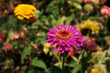 A focused single purple flower (Zinnia) is blooming among cosmos field outdoor in the garden, beautiful flower background