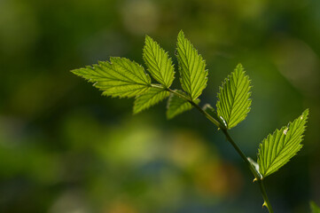 Himalayan Flora, Leaf, Plant, morning