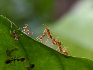 Weaver ants or Oecophylla walking on leaves