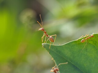 Weaver ants or Oecophylla are standing on green leaves