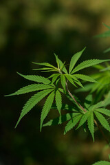 Cannabis, Marijuana, weed plan that grows in Himalaya, Manali, India, Earth