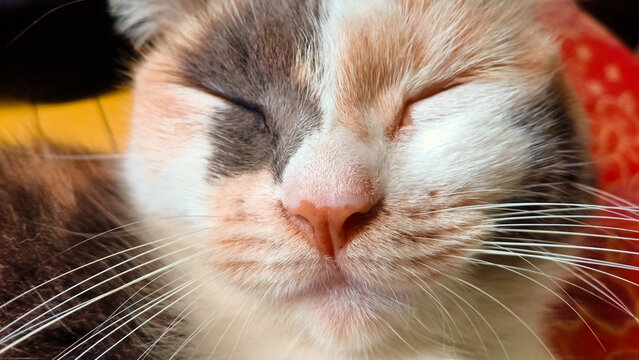 close up face of my pet cat at home