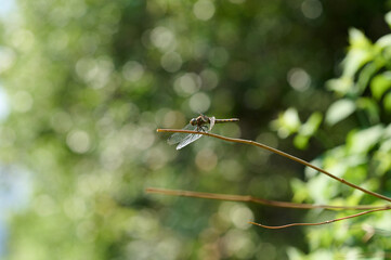 dragonfly on a branch