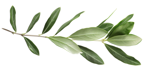 Olive branch isolated on transparent or white background
