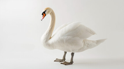 Fototapeta premium White swan isolated on white background. Studio shot.