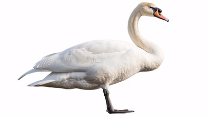 Fototapeta premium White swan isolated on a white background. The mute swan, Cygnus olor