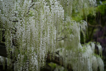 Fototapeta premium 春の優美なる白い藤