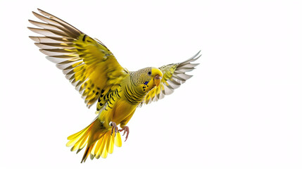 Naklejka premium Budgerigar in flight isolated on white background