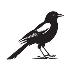 Magpie bird silhouette vector artwork