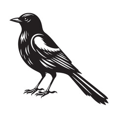Magpie vector silhouette art - magpie illustration - magpie black vector