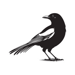 Elegant magpie silhouette graphic - magpie illustration - magpie black vector
