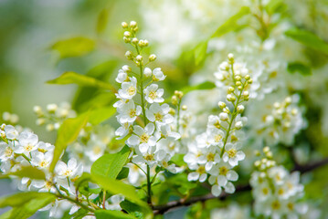 Bird cherry branches in the garden in spring
